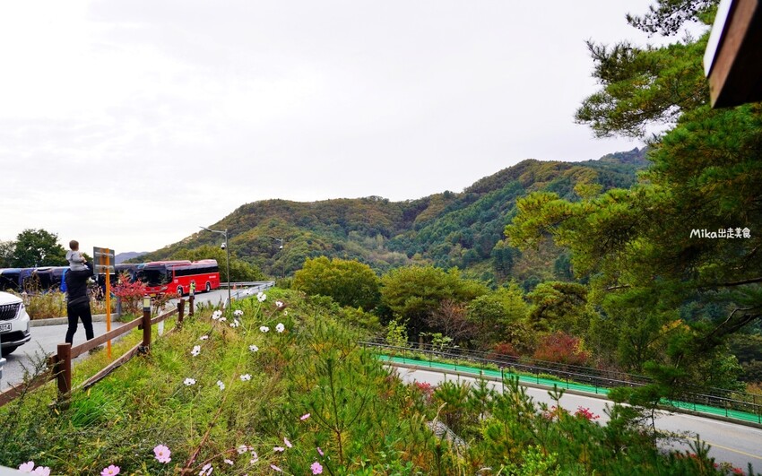 韓國親子景點「江原道羊駝世界」羊駝大軍奔跑超壯觀,近距離接觸水豚 兔子。