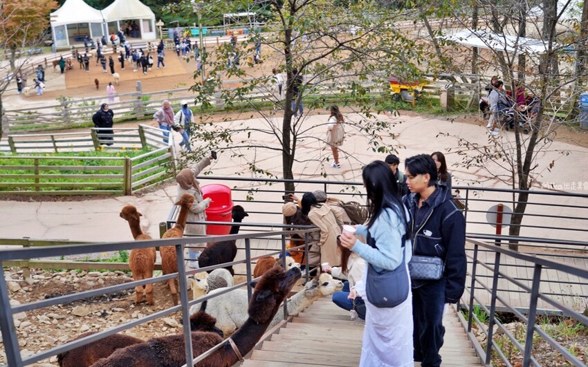 韓國親子景點「江原道羊駝世界」羊駝大軍奔跑超壯觀,近距離接觸水豚 兔子。