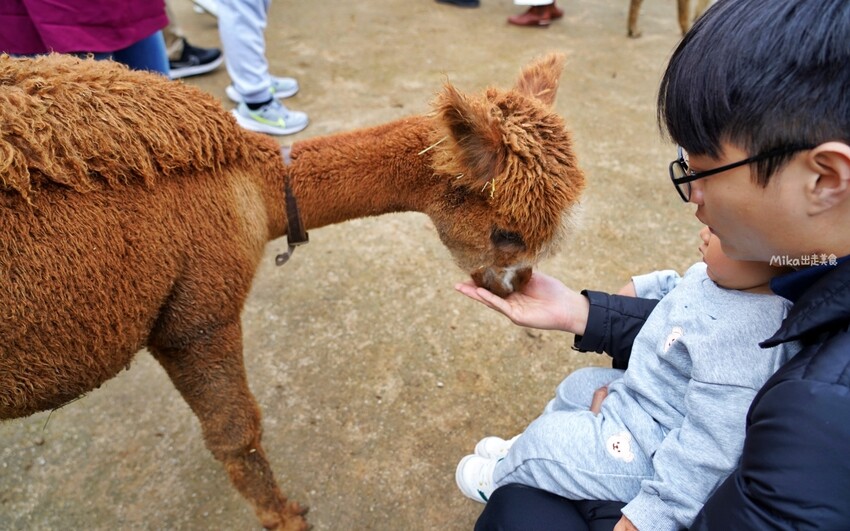 韓國親子景點「江原道羊駝世界」羊駝大軍奔跑超壯觀,近距離接觸水豚 兔子。