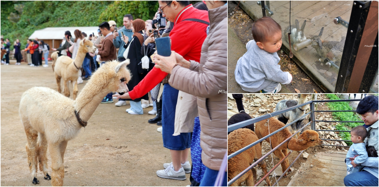 韓國親子景點「江原道羊駝世界」羊駝大軍奔跑超壯觀,近距離接觸水豚 兔子。