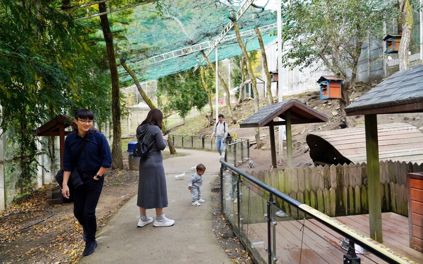 韓國親子景點「江原道羊駝世界」羊駝大軍奔跑超壯觀,近距離接觸水豚 兔子。