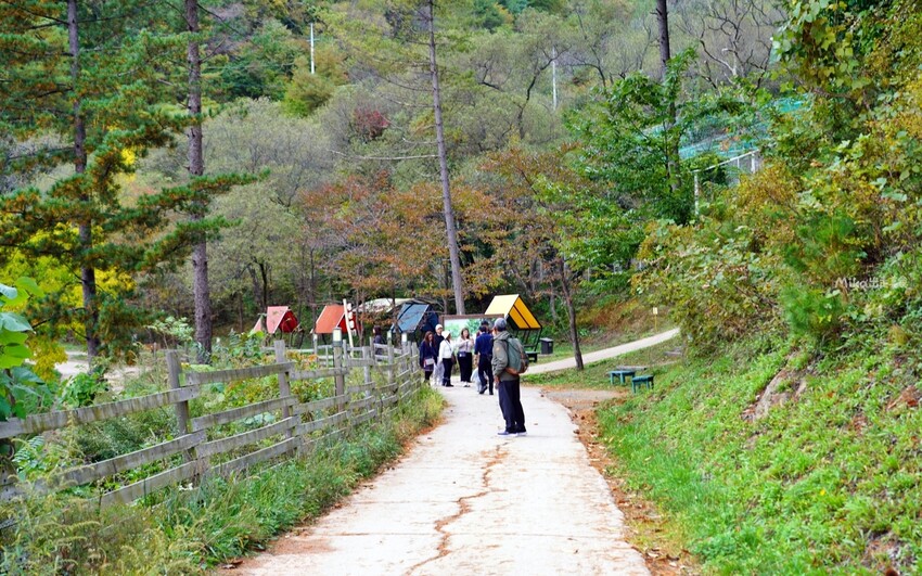韓國親子景點「江原道羊駝世界」羊駝大軍奔跑超壯觀,近距離接觸水豚 兔子。