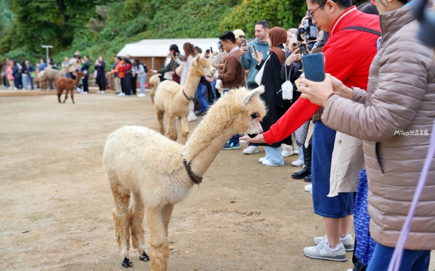 韓國親子景點「江原道羊駝世界」羊駝大軍奔跑超壯觀,近距離接觸水豚 兔子。