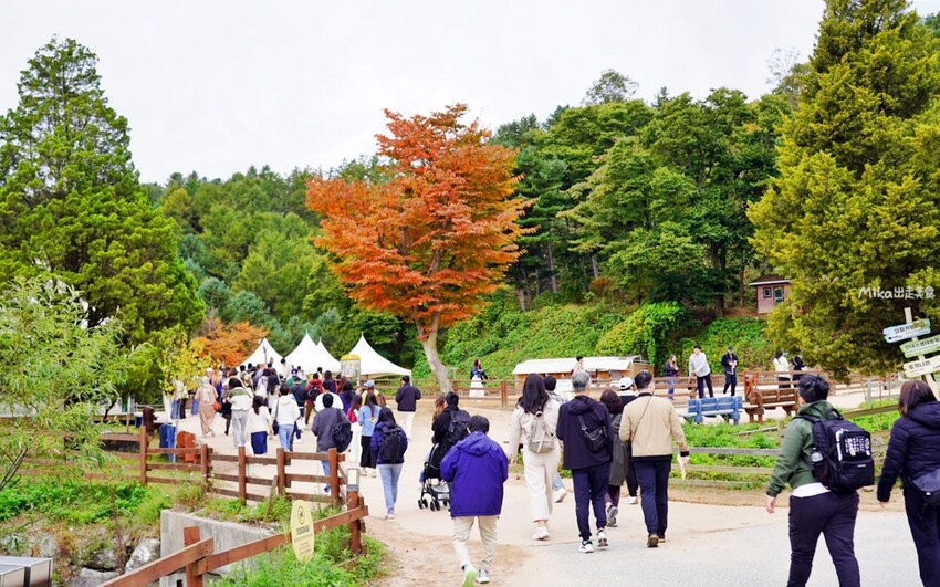 韓國親子景點「江原道羊駝世界」羊駝大軍奔跑超壯觀,近距離接觸水豚 兔子。