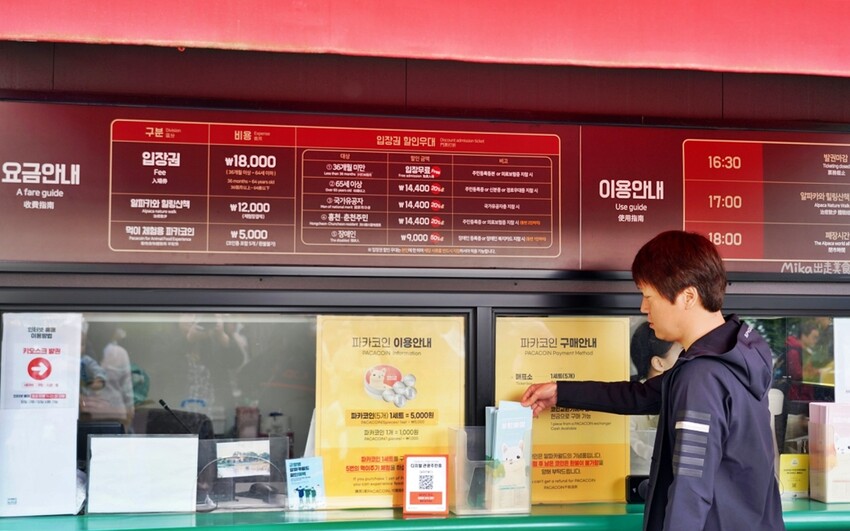 韓國親子景點「江原道羊駝世界」羊駝大軍奔跑超壯觀,近距離接觸水豚 兔子。