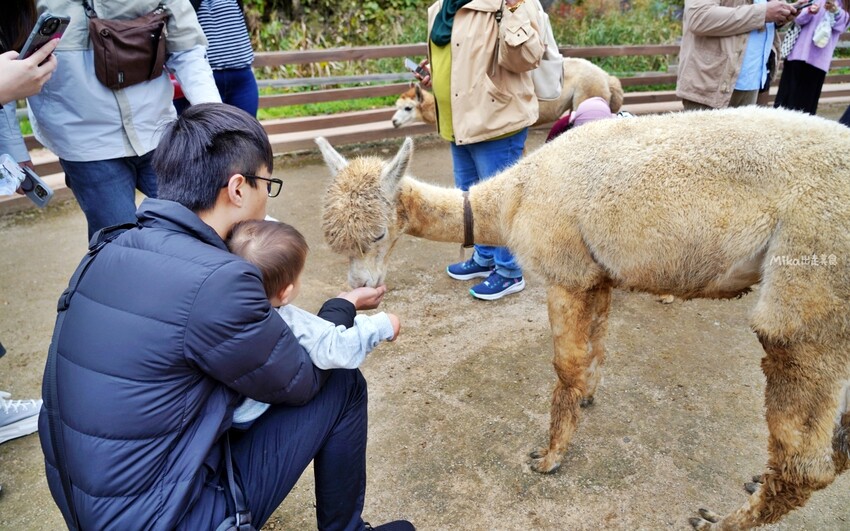 韓國親子景點「江原道羊駝世界」羊駝大軍奔跑超壯觀,近距離接觸水豚 兔子。