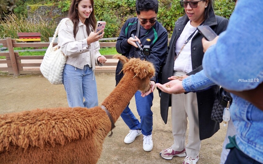 韓國親子景點「江原道羊駝世界」羊駝大軍奔跑超壯觀,近距離接觸水豚 兔子。