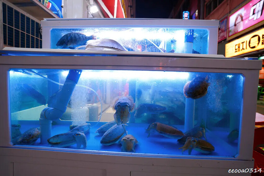 韓國釜山夜市美食「富平罐頭市場」，南浦洞密陽血腸豬肉湯飯，釜