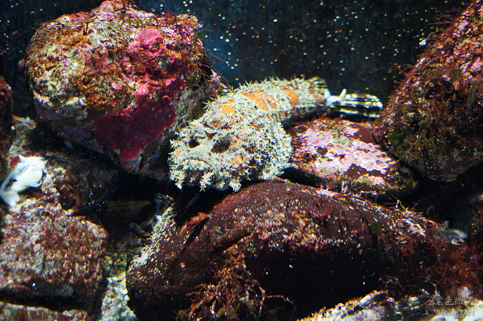 日本新潟必訪「上越市立水族博物館」世界最多麥哲倫企鵝 海底隧道超震撼。