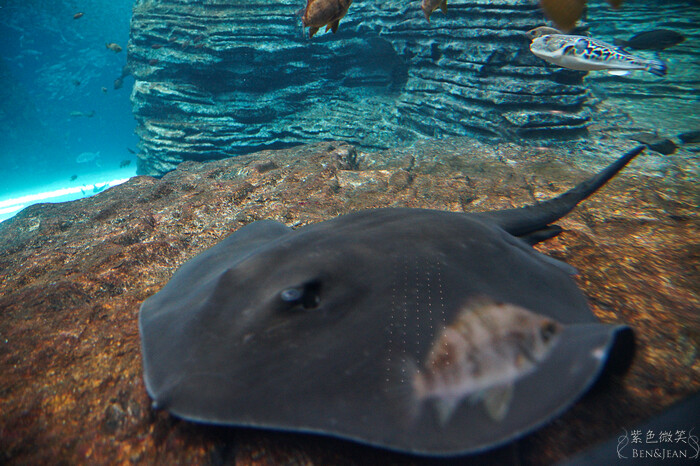 日本新潟必訪「上越市立水族博物館」世界最多麥哲倫企鵝 海底隧道超震撼。