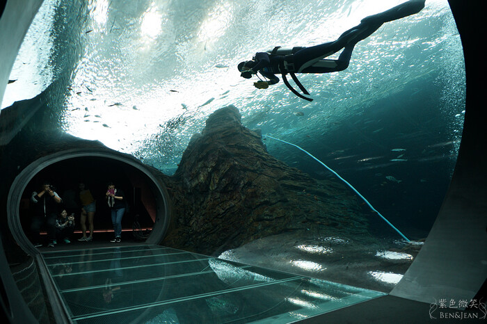 日本新潟必訪「上越市立水族博物館」世界最多麥哲倫企鵝 海底隧道超震撼。