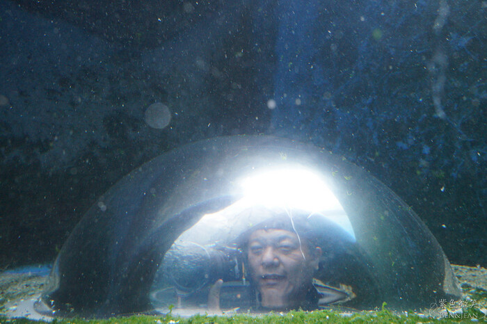 日本新潟必訪「上越市立水族博物館」世界最多麥哲倫企鵝 海底隧道超震撼。