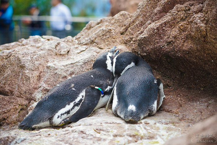 日本新潟必訪「上越市立水族博物館」世界最多麥哲倫企鵝 海底隧道超震撼。