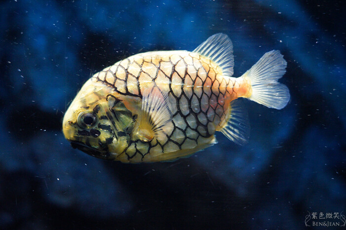 日本新潟必訪「上越市立水族博物館」世界最多麥哲倫企鵝 海底隧道超震撼。