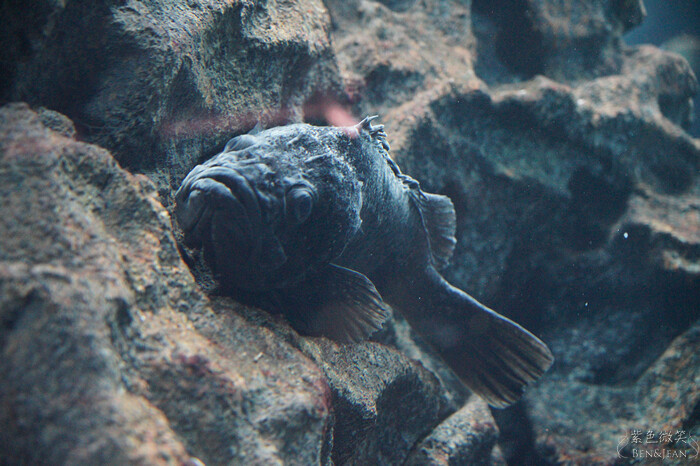 日本新潟必訪「上越市立水族博物館」世界最多麥哲倫企鵝 海底隧道超震撼。