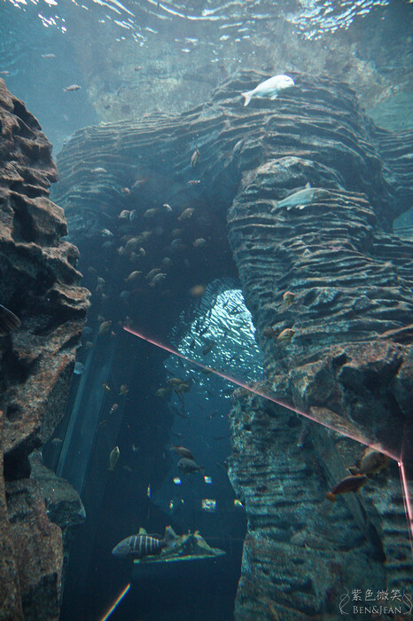 日本新潟必訪「上越市立水族博物館」世界最多麥哲倫企鵝 海底隧道超震撼。