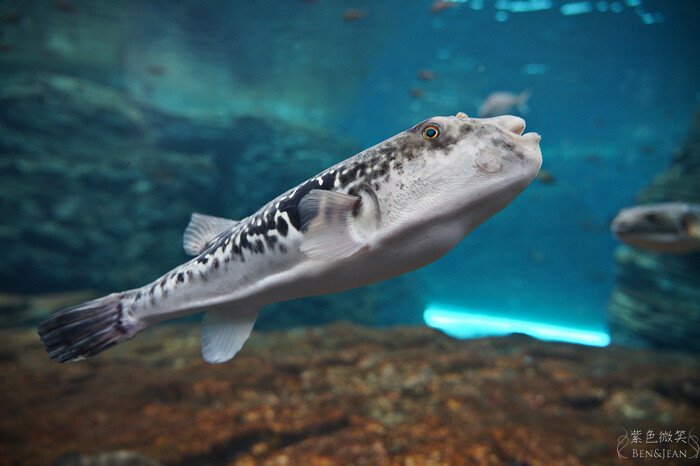 日本新潟必訪「上越市立水族博物館」世界最多麥哲倫企鵝 海底隧道超震撼。
