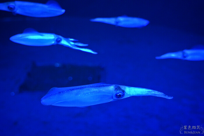 日本新潟必訪「上越市立水族博物館」世界最多麥哲倫企鵝 海底隧道超震撼。