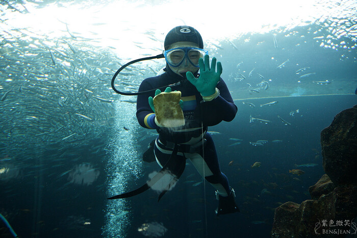 日本新潟必訪「上越市立水族博物館」世界最多麥哲倫企鵝 海底隧道超震撼。