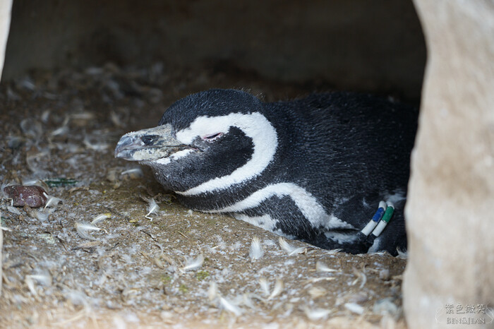 日本新潟必訪「上越市立水族博物館」世界最多麥哲倫企鵝 海底隧道超震撼。