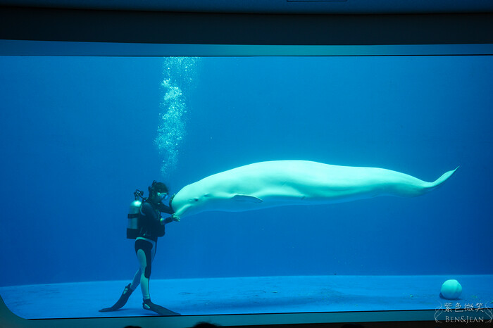 日本新潟必訪「上越市立水族博物館」世界最多麥哲倫企鵝 海底隧道超震撼。