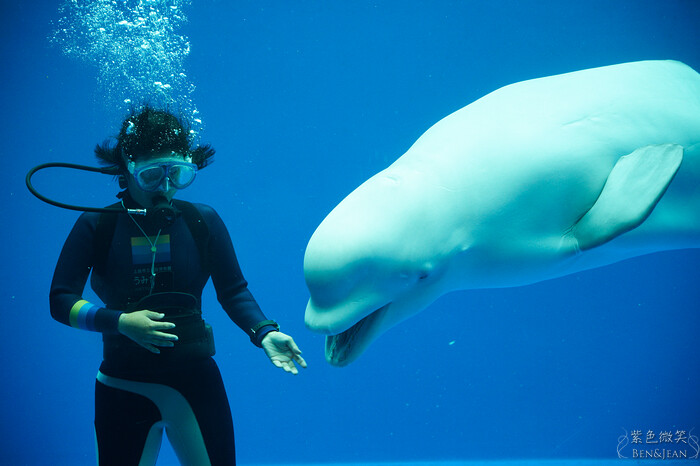 日本新潟必訪「上越市立水族博物館」世界最多麥哲倫企鵝 海底隧道超震撼。