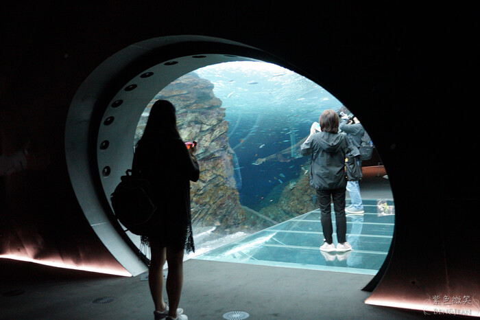 日本新潟必訪「上越市立水族博物館」世界最多麥哲倫企鵝 海底隧道超震撼。