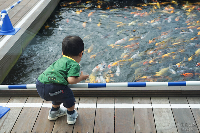 日本新潟必訪「上越市立水族博物館」世界最多麥哲倫企鵝 海底隧道超震撼。
