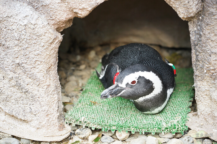 日本新潟必訪「上越市立水族博物館」世界最多麥哲倫企鵝 海底隧道超震撼。