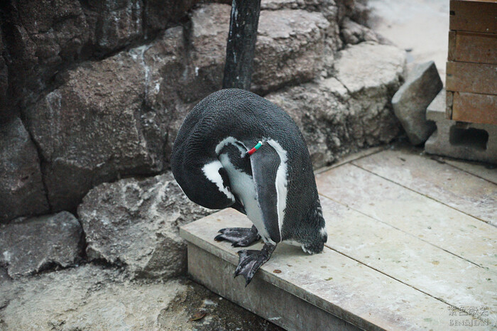 日本新潟必訪「上越市立水族博物館」世界最多麥哲倫企鵝 海底隧道超震撼。