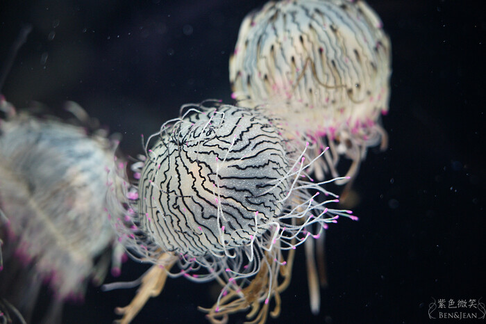 日本新潟必訪「上越市立水族博物館」世界最多麥哲倫企鵝 海底隧道超震撼。