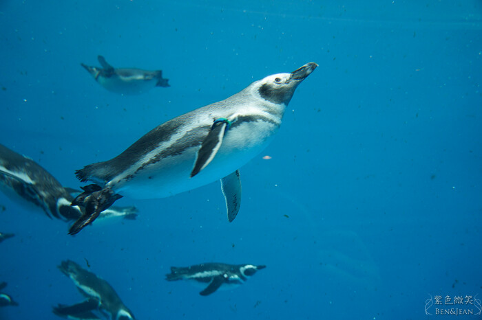 日本新潟必訪「上越市立水族博物館」世界最多麥哲倫企鵝 海底隧道超震撼。