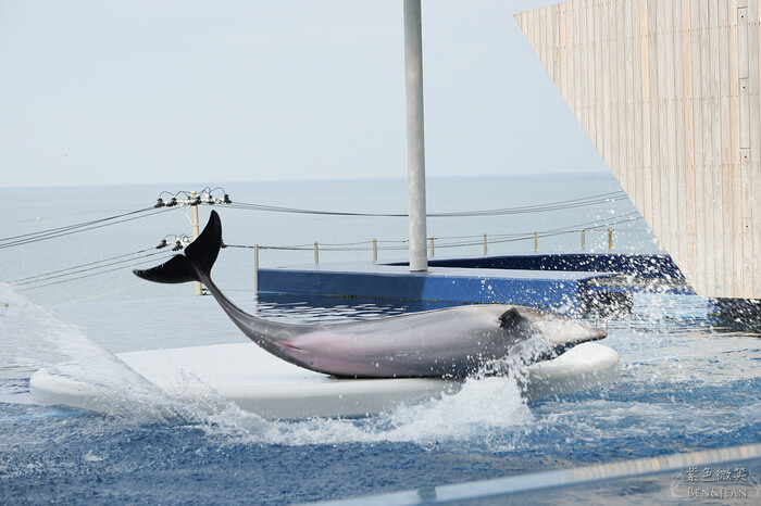 日本新潟必訪「上越市立水族博物館」世界最多麥哲倫企鵝 海底隧道超震撼。
