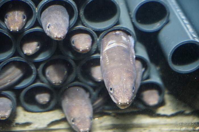 日本新潟必訪「上越市立水族博物館」世界最多麥哲倫企鵝 海底隧道超震撼。