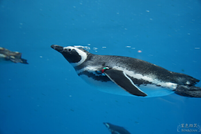 日本新潟必訪「上越市立水族博物館」世界最多麥哲倫企鵝 海底隧道超震撼。