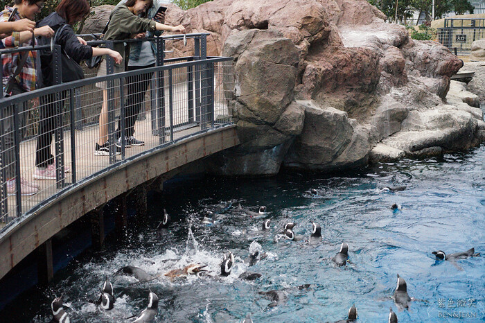 日本新潟必訪「上越市立水族博物館」世界最多麥哲倫企鵝 海底隧道超震撼。