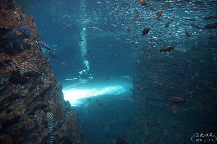 日本新潟必訪「上越市立水族博物館」世界最多麥哲倫企鵝 海底隧道超震撼。
