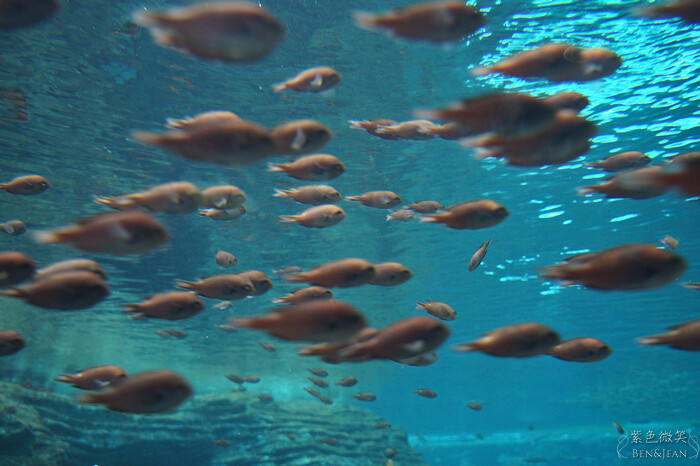 日本新潟必訪「上越市立水族博物館」世界最多麥哲倫企鵝 海底隧道超震撼。