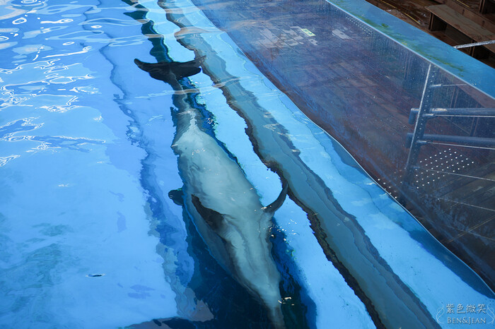 日本新潟必訪「上越市立水族博物館」世界最多麥哲倫企鵝 海底隧道超震撼。