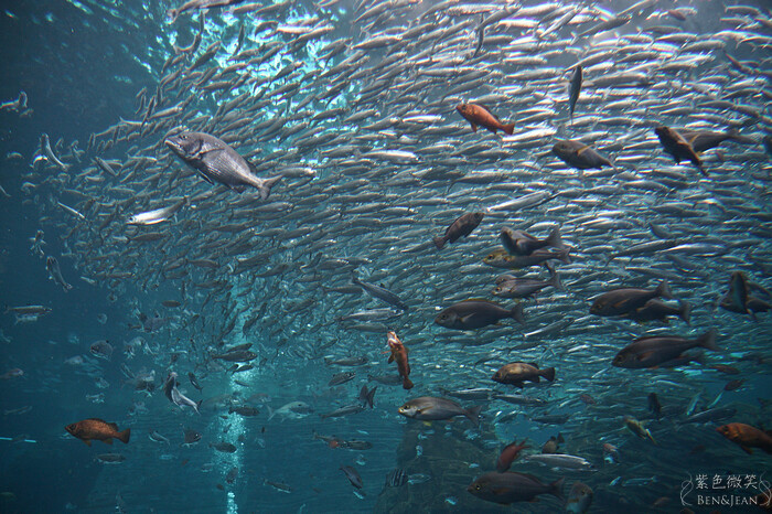 日本新潟必訪「上越市立水族博物館」世界最多麥哲倫企鵝 海底隧道超震撼。