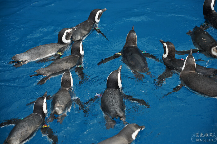 日本新潟必訪「上越市立水族博物館」世界最多麥哲倫企鵝 海底隧道超震撼。