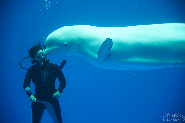 日本新潟必訪「上越市立水族博物館」世界最多麥哲倫企鵝 海底隧道超震撼。