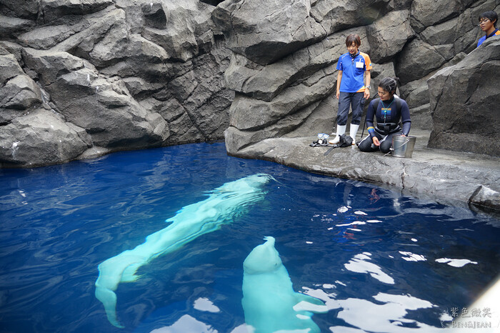 日本新潟必訪「上越市立水族博物館」世界最多麥哲倫企鵝 海底隧道超震撼。