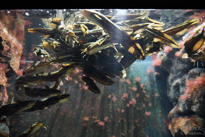 日本新潟必訪「上越市立水族博物館」世界最多麥哲倫企鵝 海底隧道超震撼。