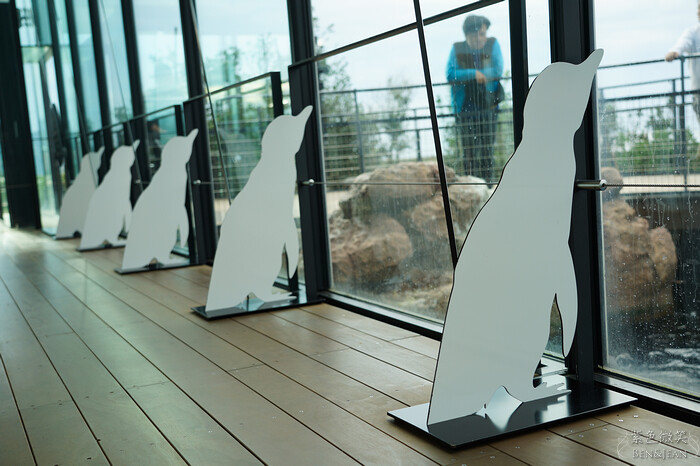 日本新潟必訪「上越市立水族博物館」世界最多麥哲倫企鵝 海底隧道超震撼。