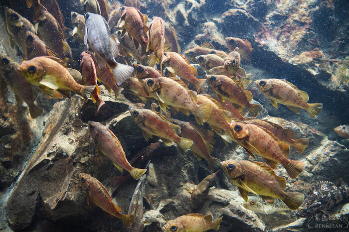 日本新潟必訪「上越市立水族博物館」世界最多麥哲倫企鵝 海底隧道超震撼。