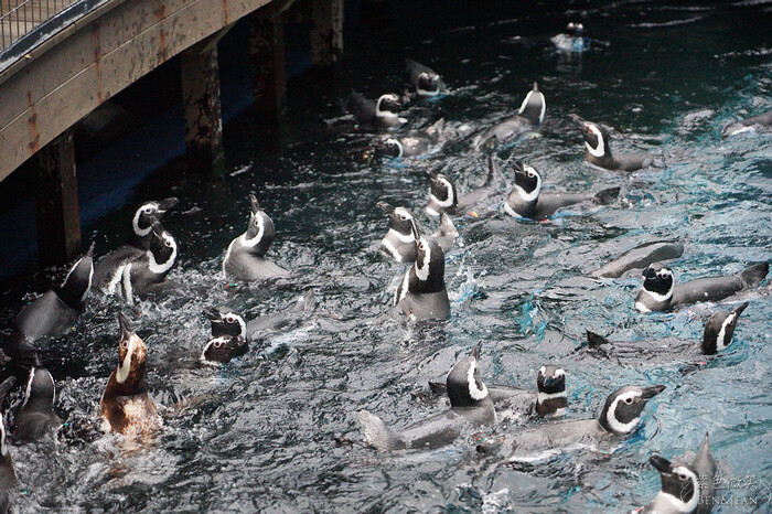 日本新潟必訪「上越市立水族博物館」世界最多麥哲倫企鵝 海底隧道超震撼。