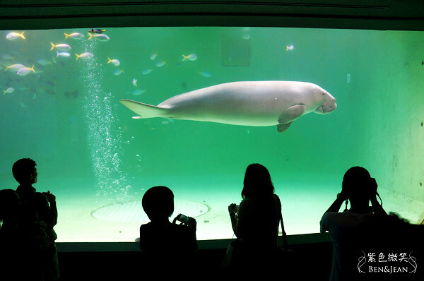 日本新潟必訪「上越市立水族博物館」世界最多麥哲倫企鵝 海底隧道超震撼。