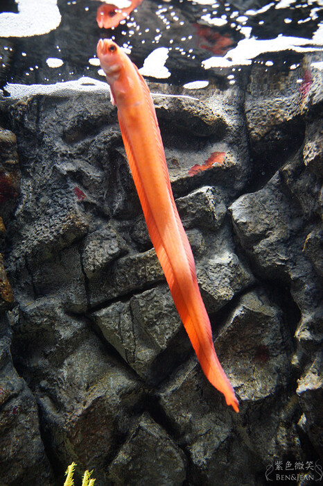 日本新潟必訪「上越市立水族博物館」世界最多麥哲倫企鵝 海底隧道超震撼。