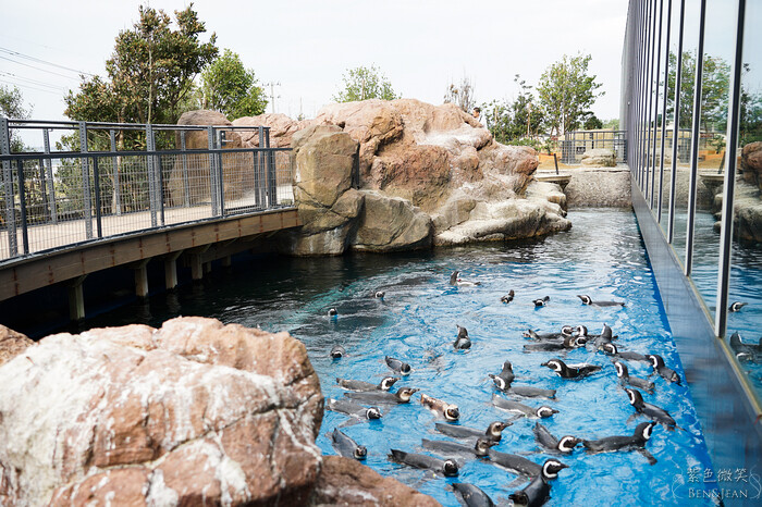 日本新潟必訪「上越市立水族博物館」世界最多麥哲倫企鵝 海底隧道超震撼。